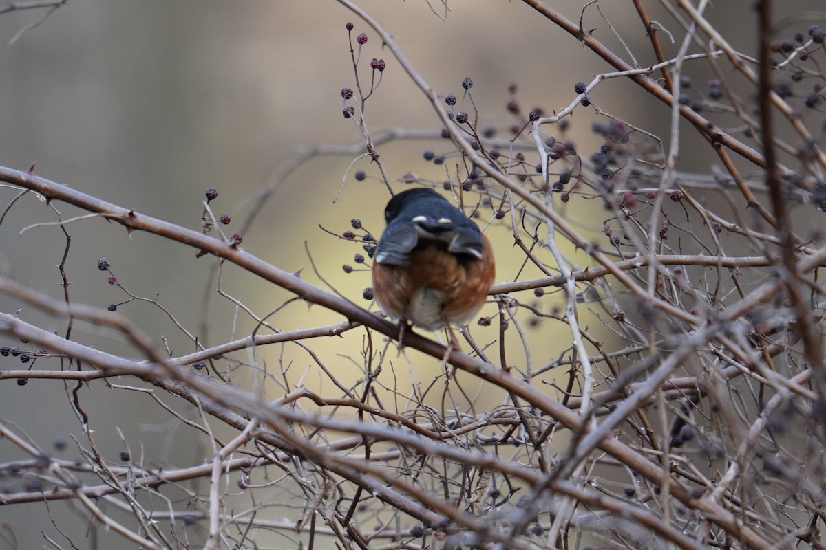 Eastern Towhee - ML612319011