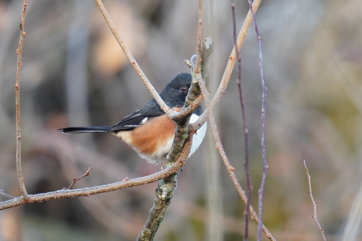 Eastern Towhee - ML612319012