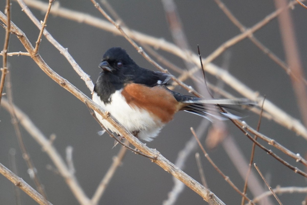 Eastern Towhee - Ethan K