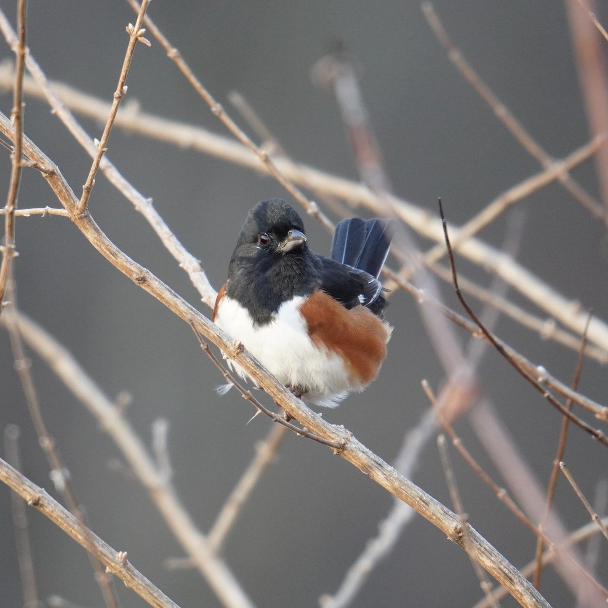 Eastern Towhee - ML612319015