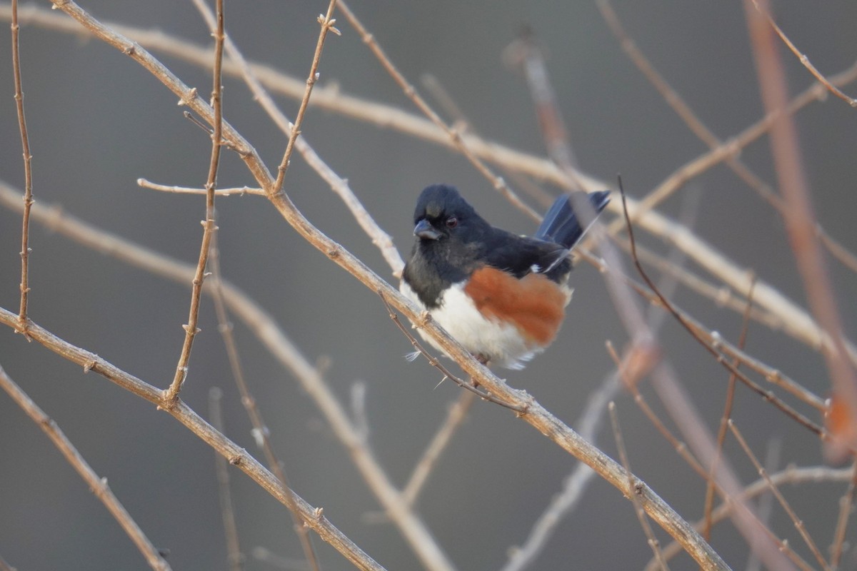 Eastern Towhee - ML612319016