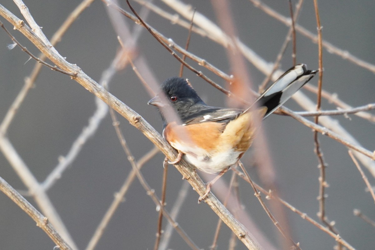 Eastern Towhee - ML612319017