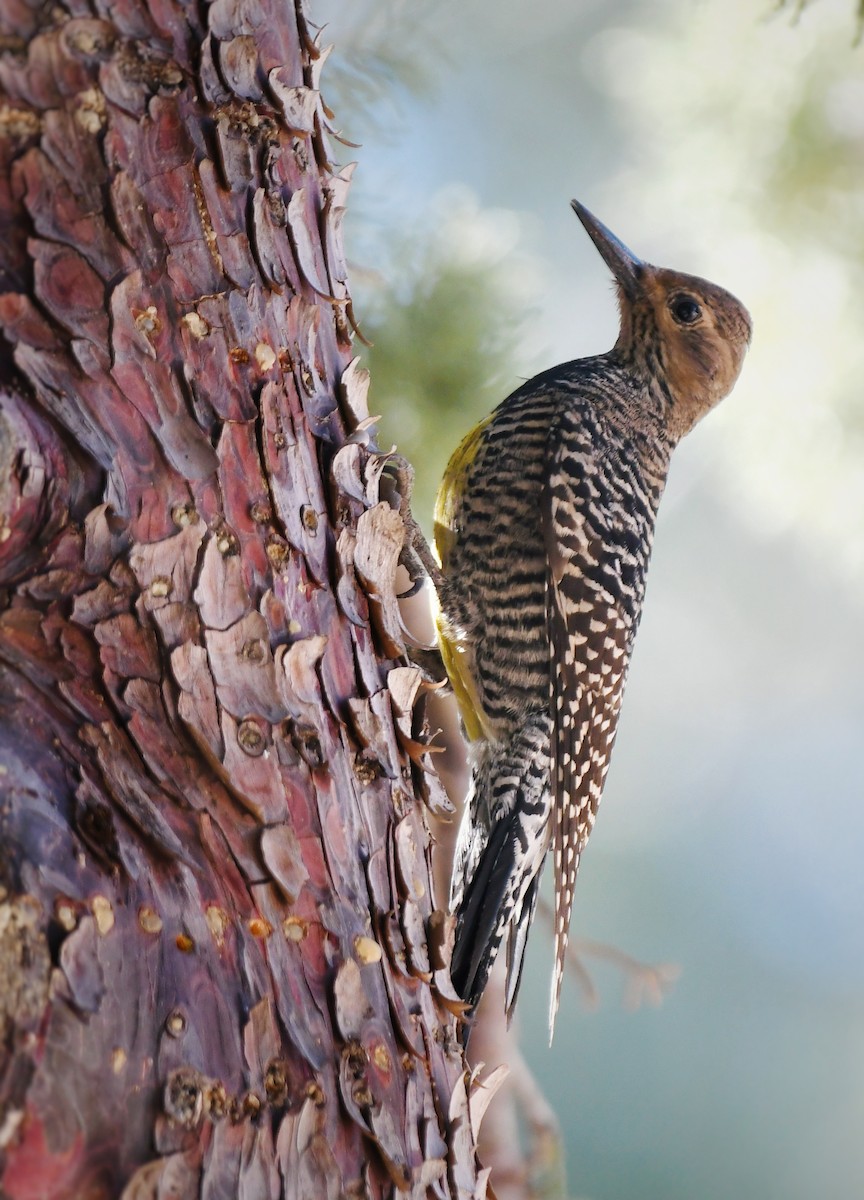 Williamson's Sapsucker - ML612319095