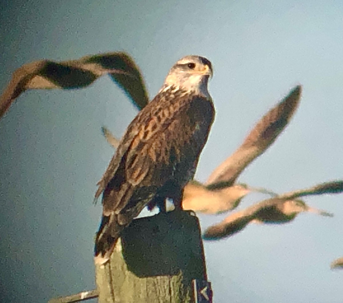 Ferruginous Hawk - ML612319101