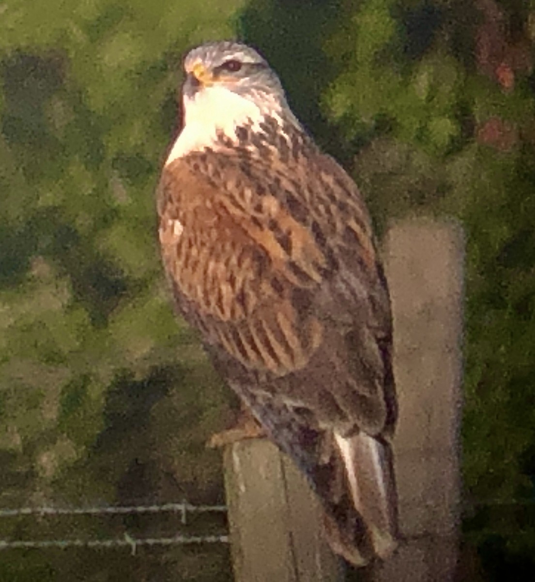 Ferruginous Hawk - ML612319102