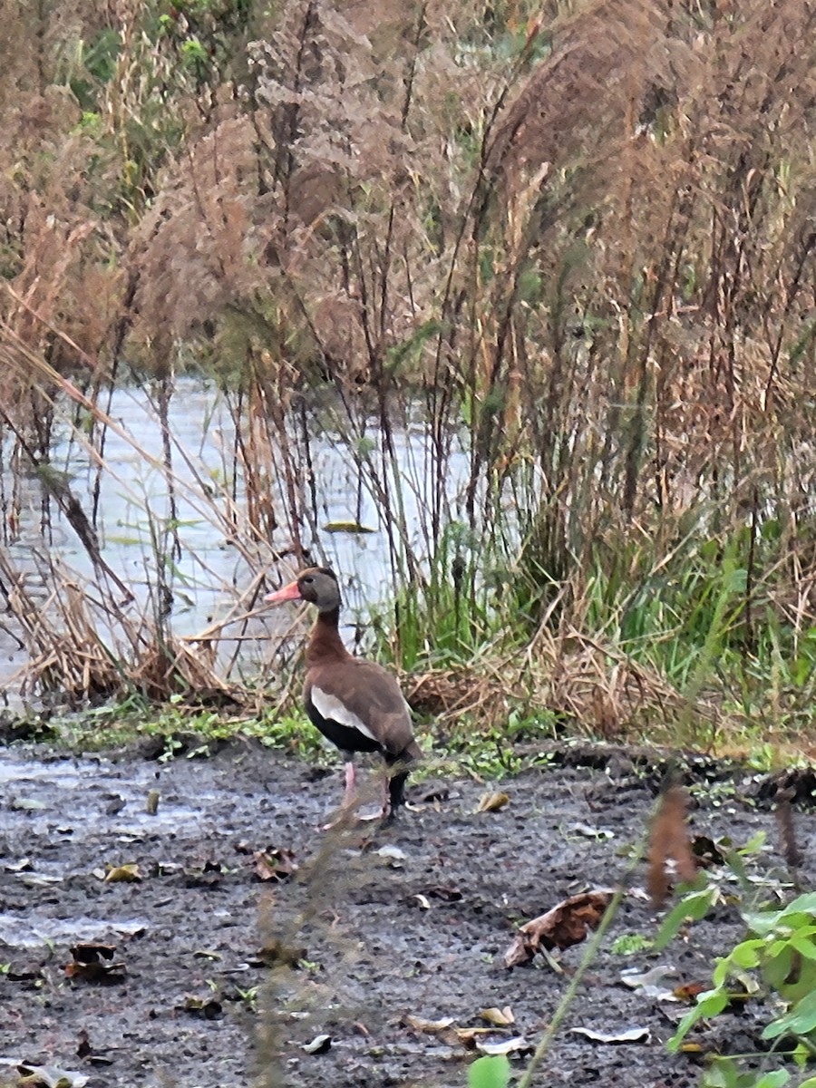 Black-bellied Whistling-Duck - ML612319138