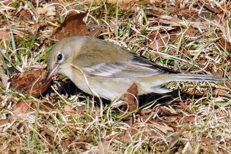 Pine Warbler - Ethan Kang