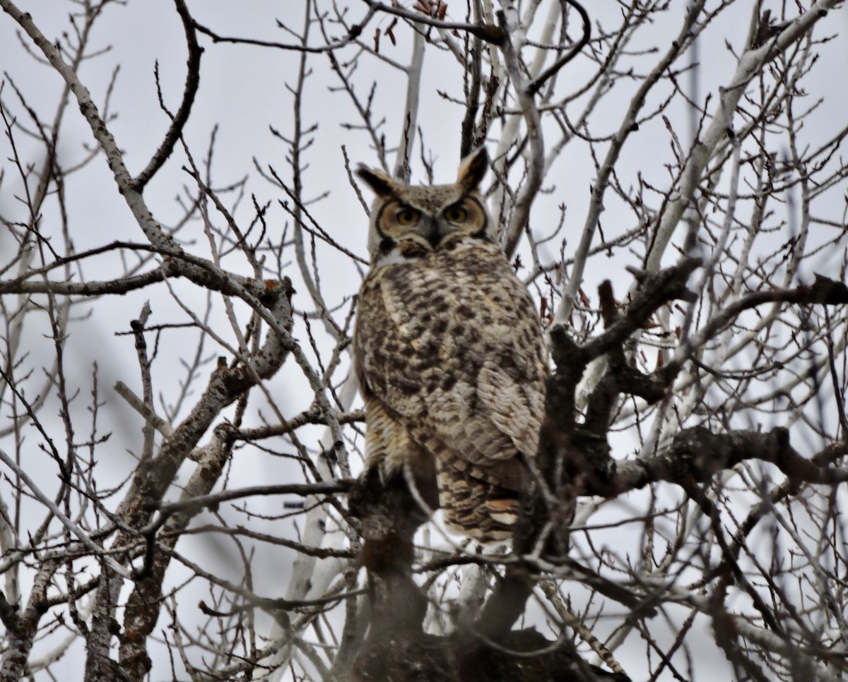 Great Horned Owl - ML612319223