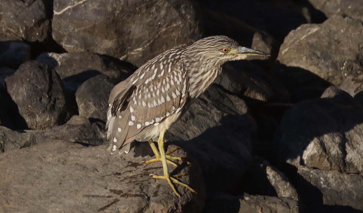 Black-crowned Night Heron - ML612319353