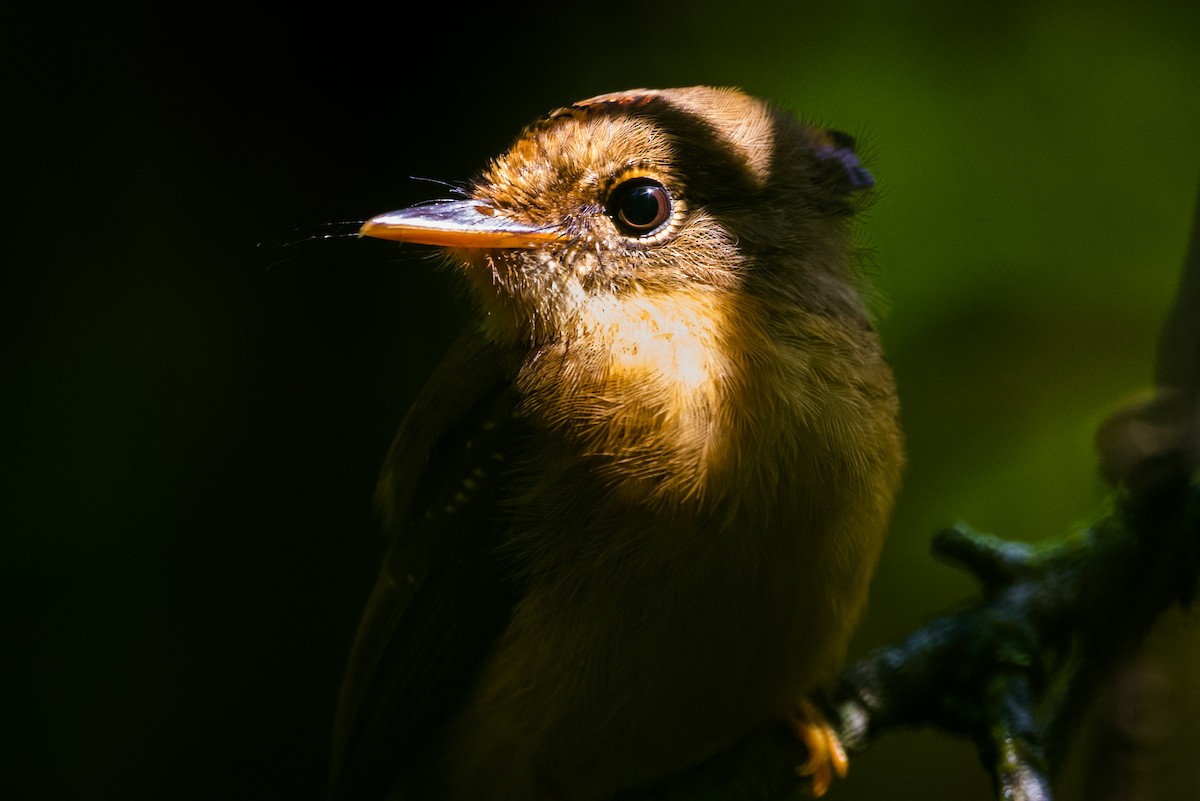 Atlantic Royal Flycatcher - ML612319379