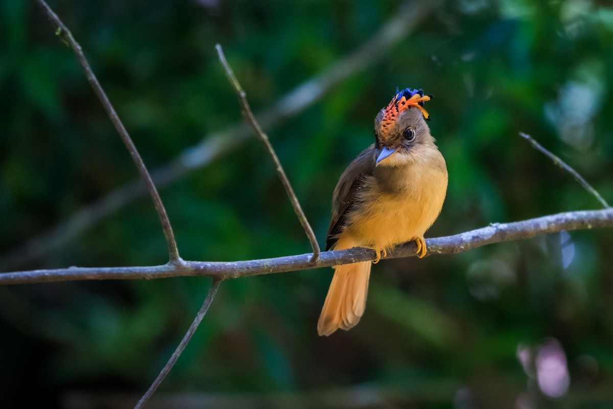 Atlantic Royal Flycatcher - ML612319382