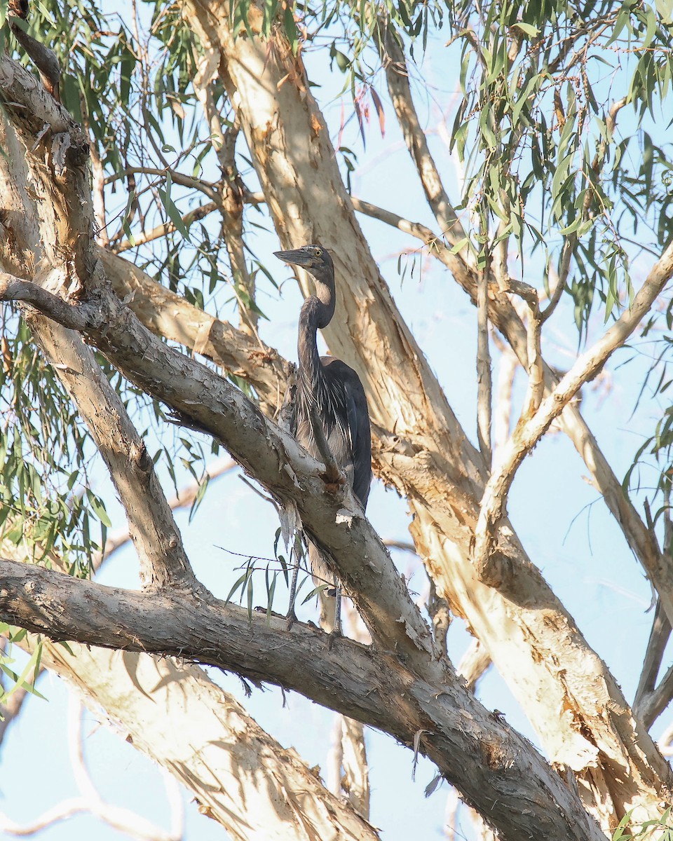 Great-billed Heron - ML612319406