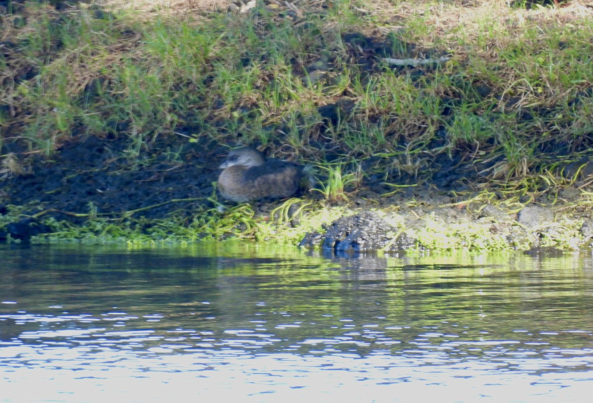 Pied-billed Grebe - ML612319428