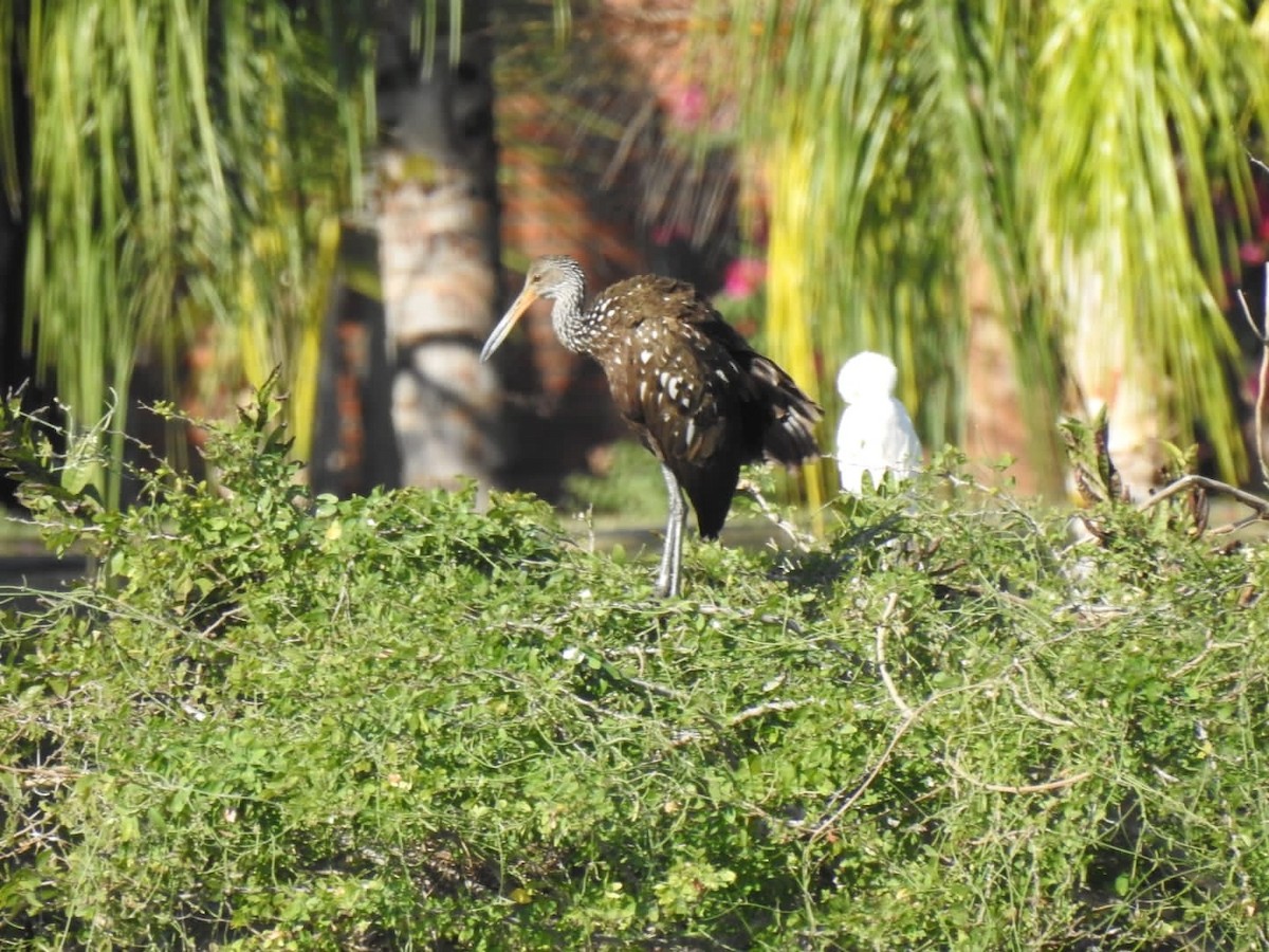 Limpkin - ML612319449