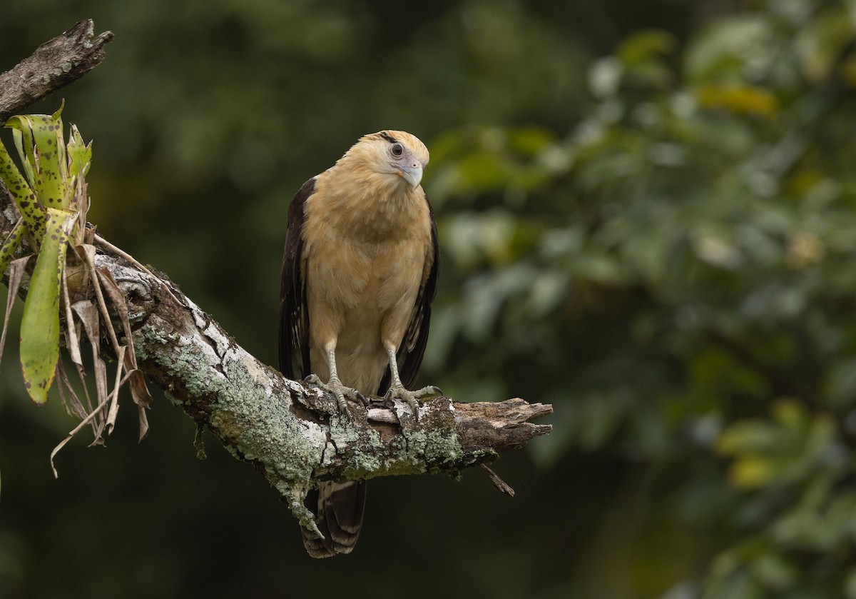 Yellow-headed Caracara - ML612319461