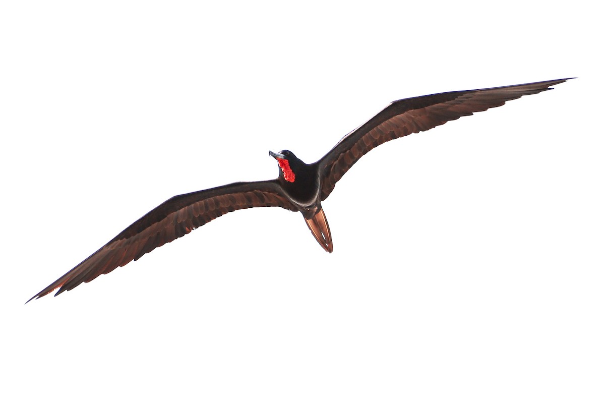 Magnificent Frigatebird - ML612319464