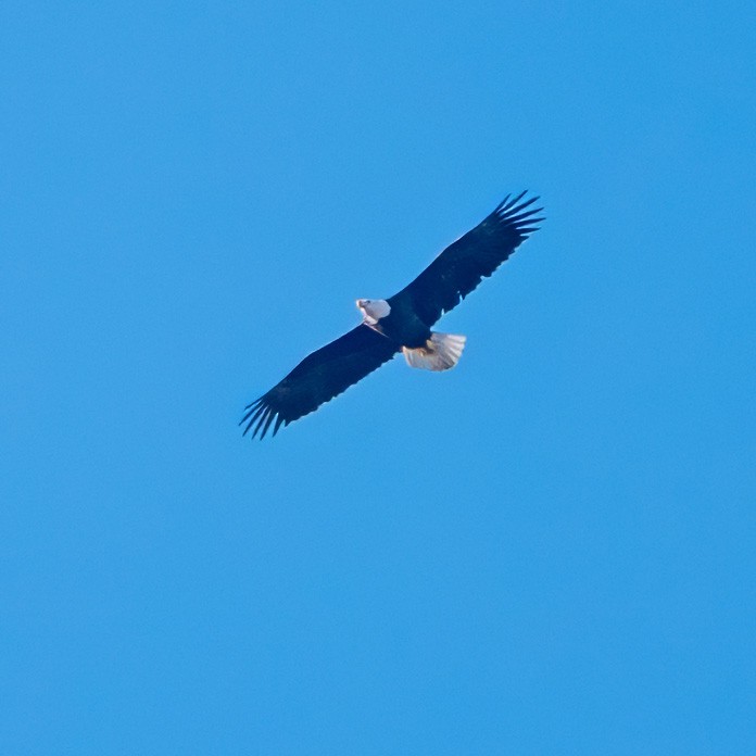 Bald Eagle - ML612319480