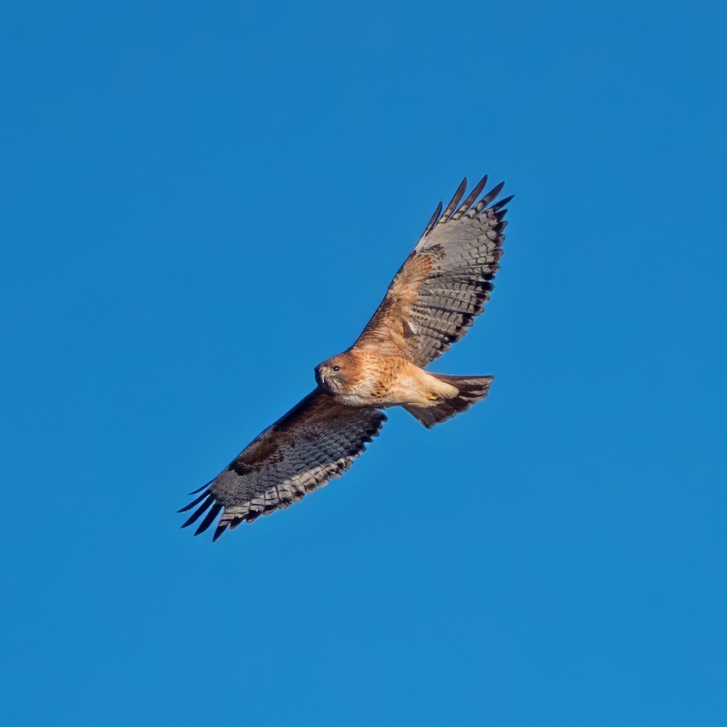 Red-tailed Hawk - ML612319482