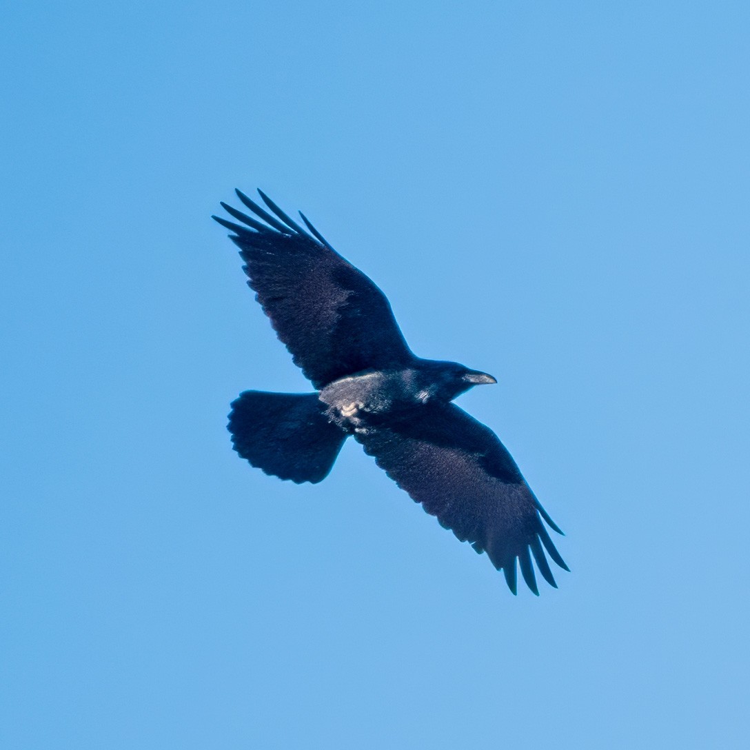 Common Raven - Donald Sutherland
