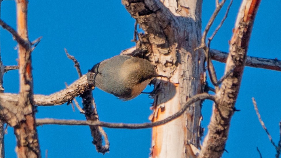 Pygmy Nuthatch - ML612319491