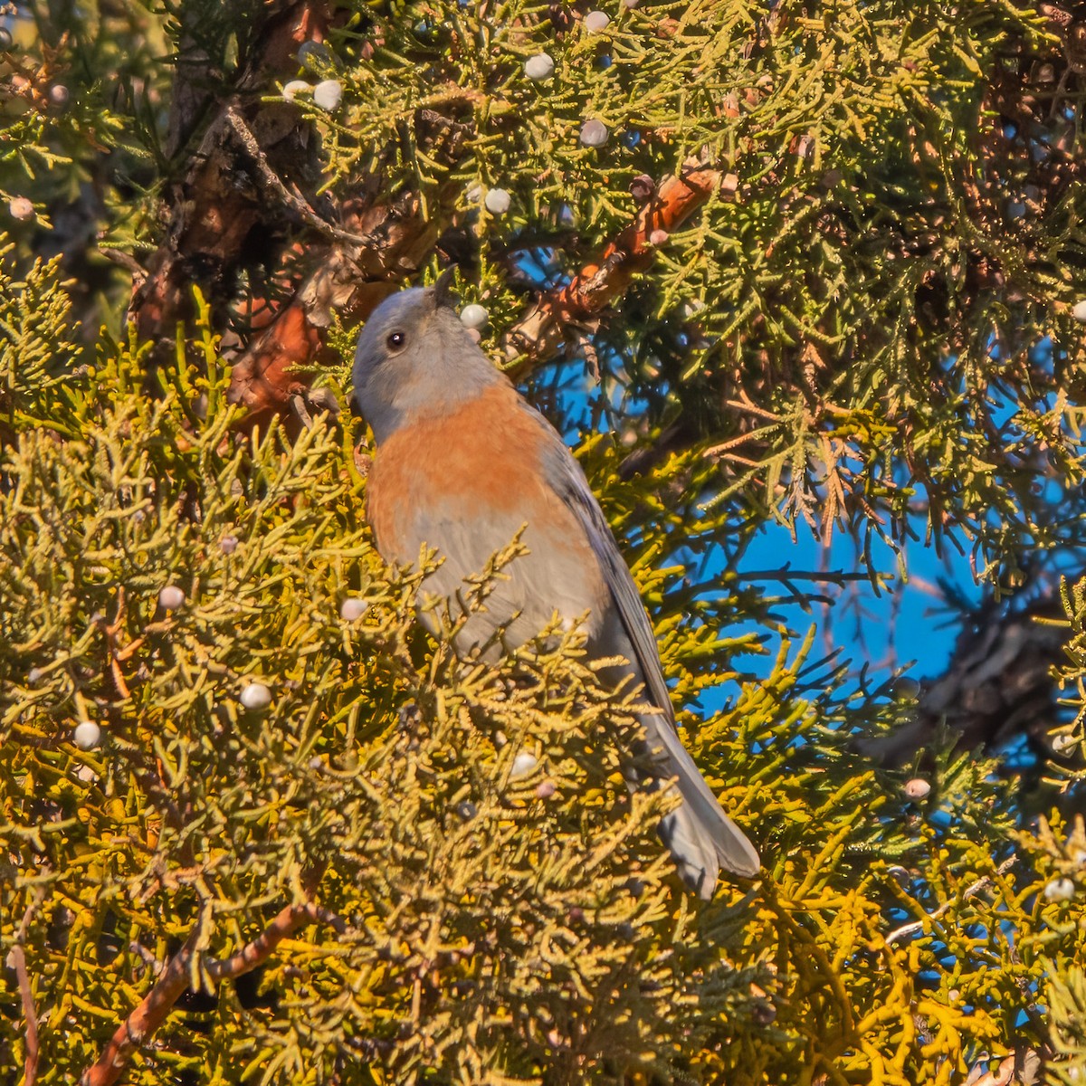 Western Bluebird - ML612319492