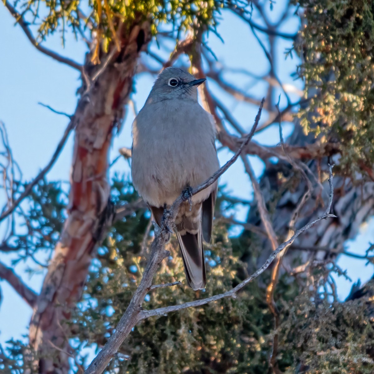 Townsend's Solitaire - ML612319499