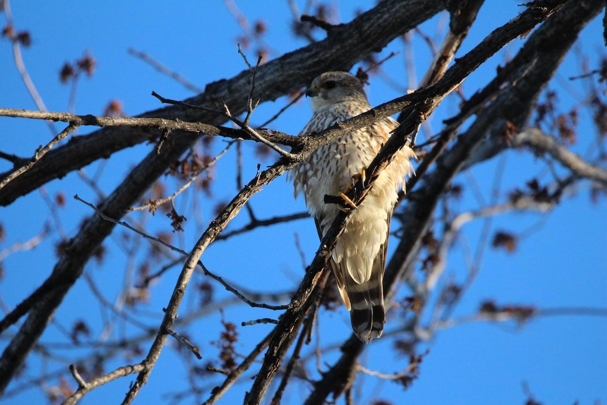 Merlin - ML612319541