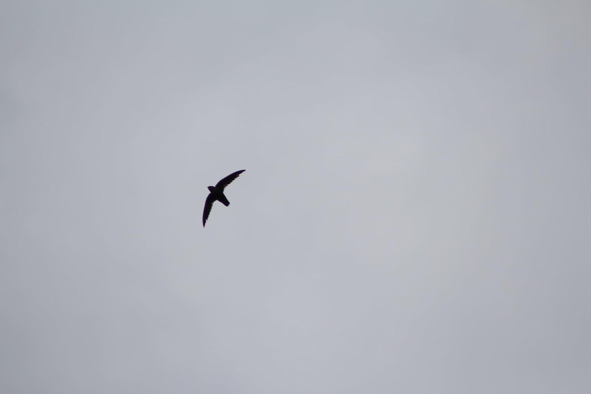 Chimney Swift - ML612319547