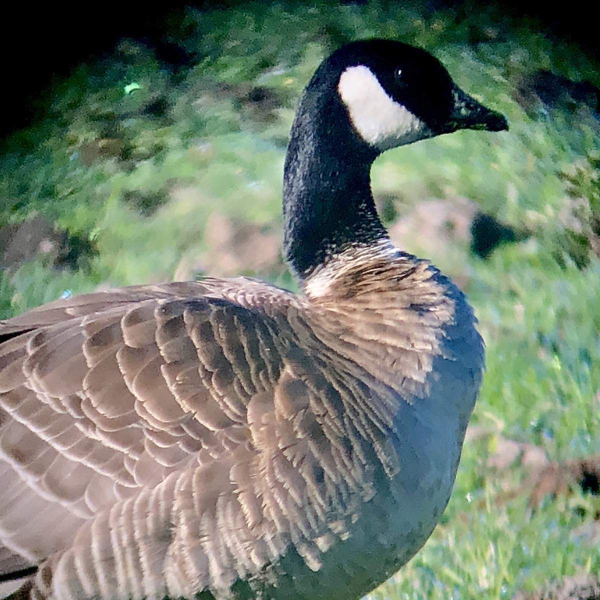 Cackling Goose (Aleutian) - ML612319551