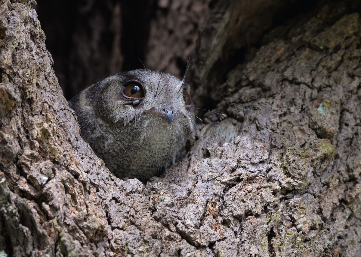 Australian Owlet-nightjar - ML612319594