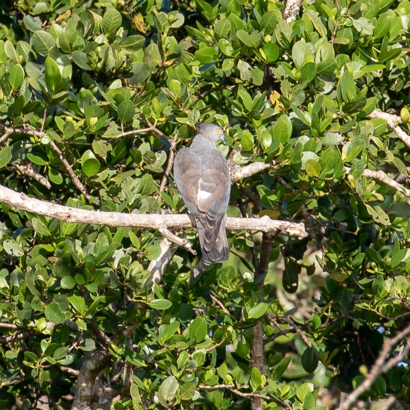 Pacific Baza - ML612319685