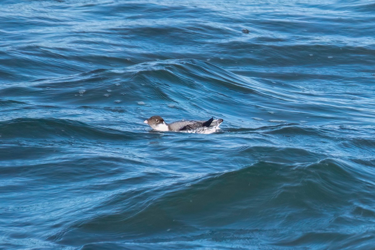 Ancient Murrelet - ML612319738