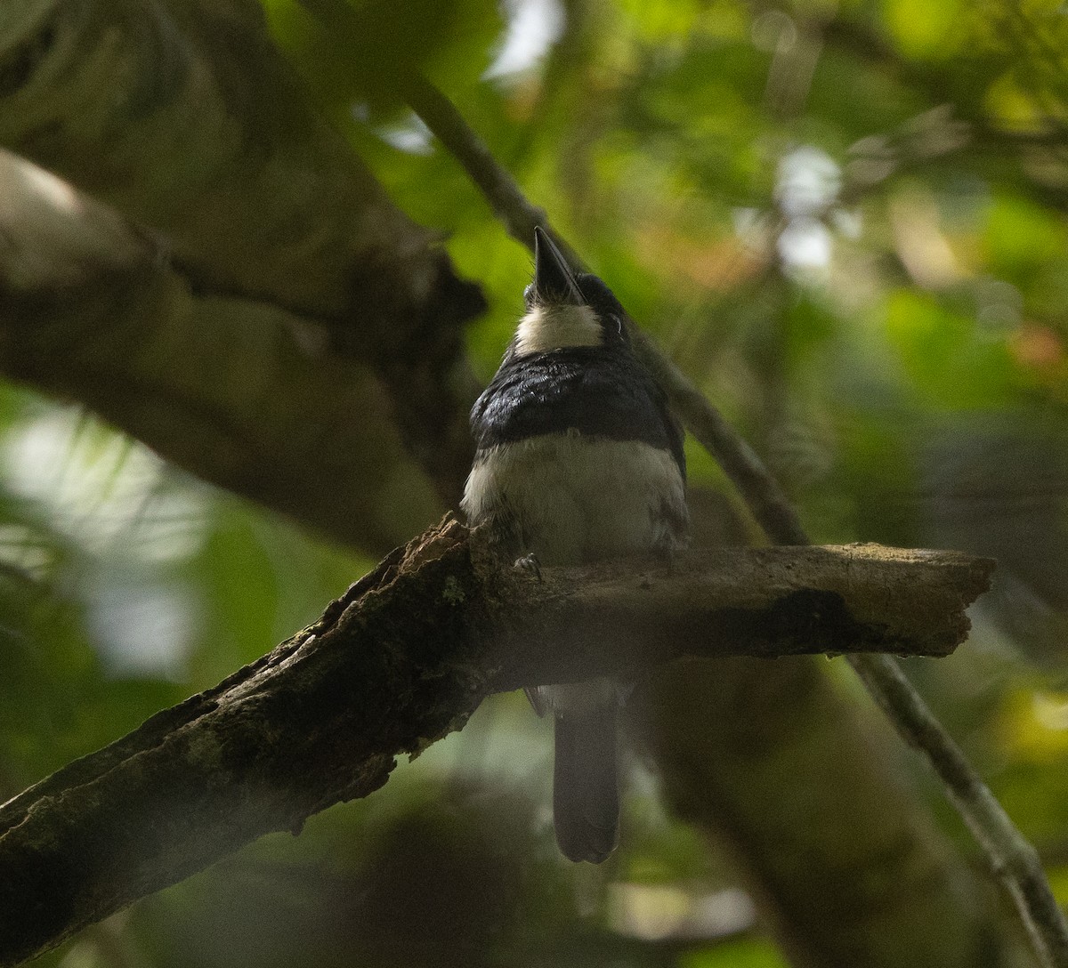 Black-breasted Puffbird - ML612319749