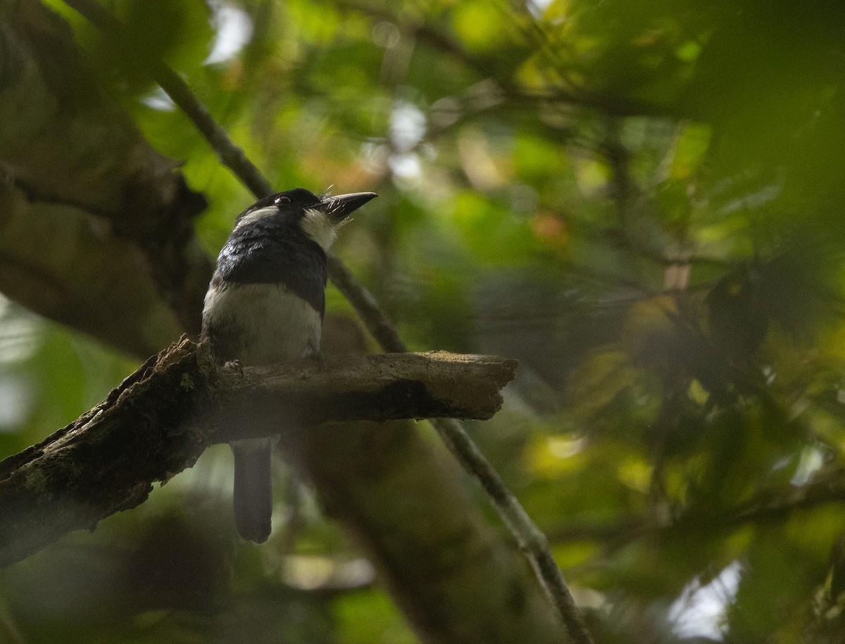 Black-breasted Puffbird - ML612319750