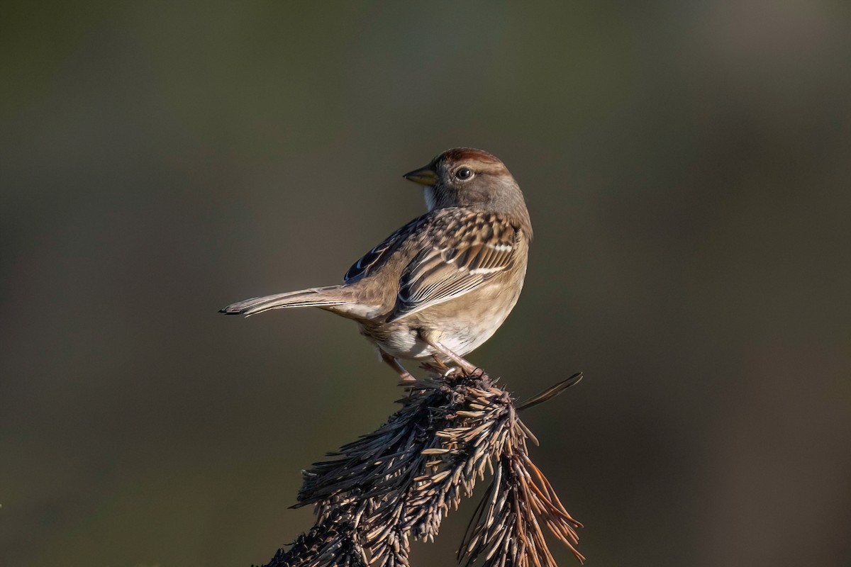 White-crowned Sparrow - Neil Bjorklund