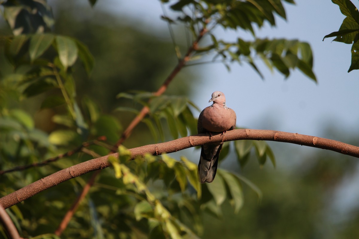Spotted Dove - ML612319785