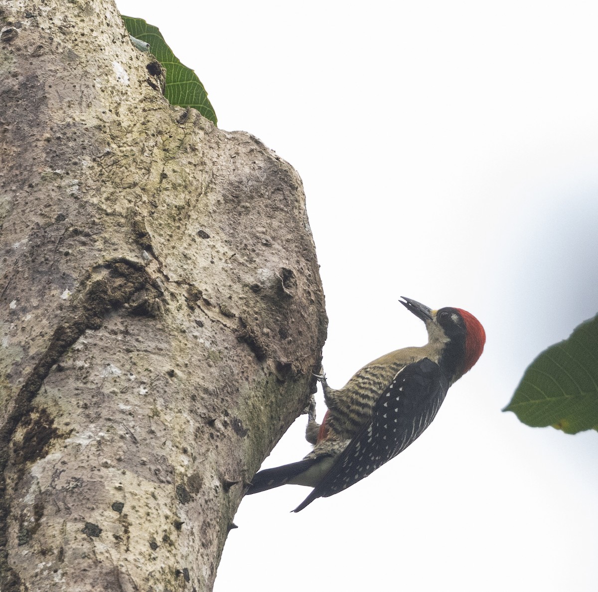 Black-cheeked Woodpecker - ML612319792