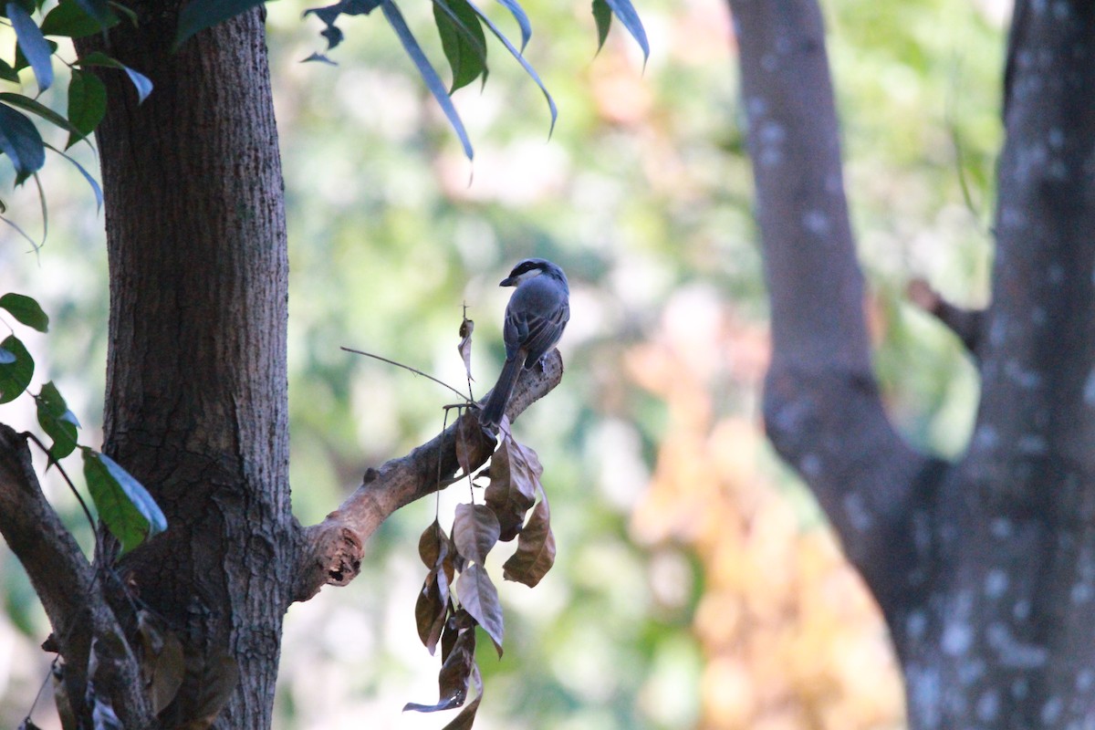 Gray-backed Shrike - ML612319803