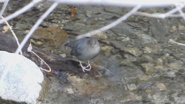 American Dipper - ML612319819