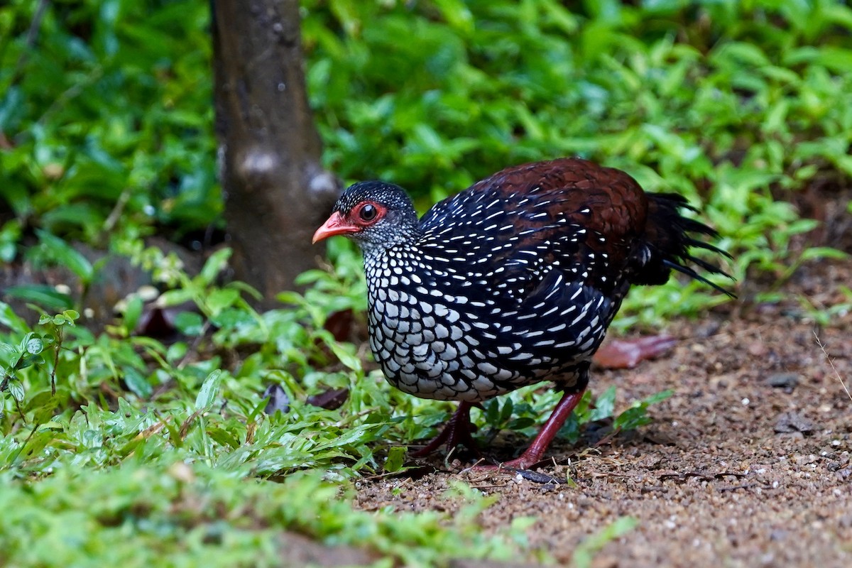 Sri Lanka Spurfowl - ML612319856