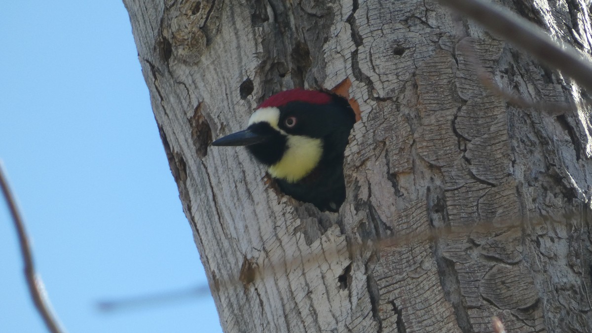 Acorn Woodpecker - ML612319887