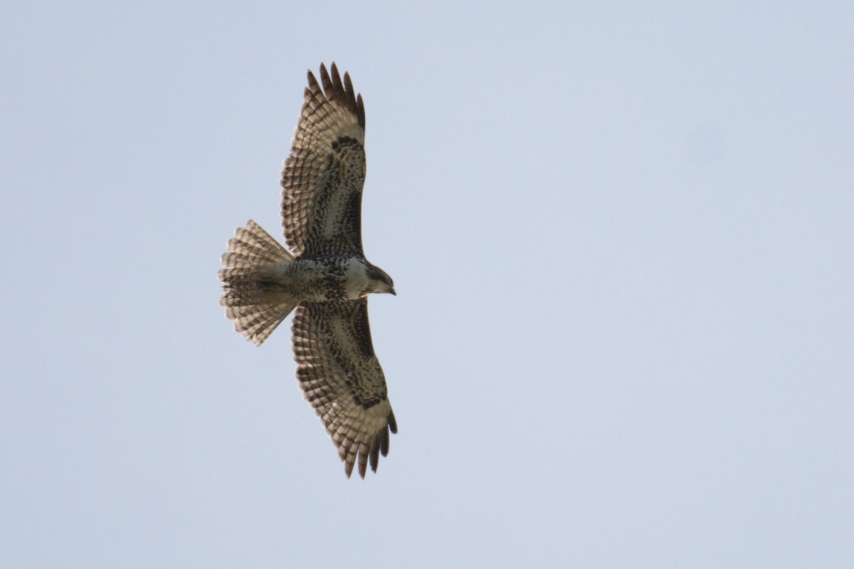 Rotschwanzbussard - ML612319913