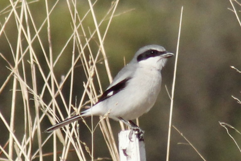 Loggerhead Shrike - ML612319950