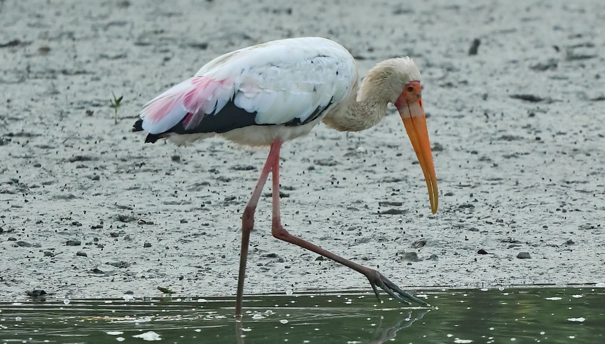 Painted Stork - Ang TH