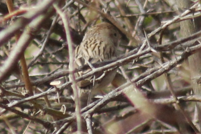 Brewer's Sparrow - ML612319956