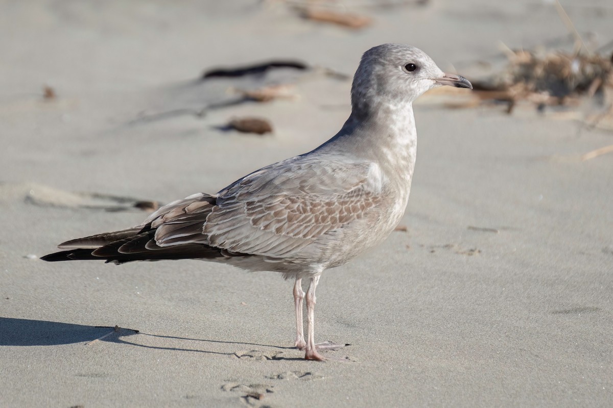 Short-billed Gull - ML612319962