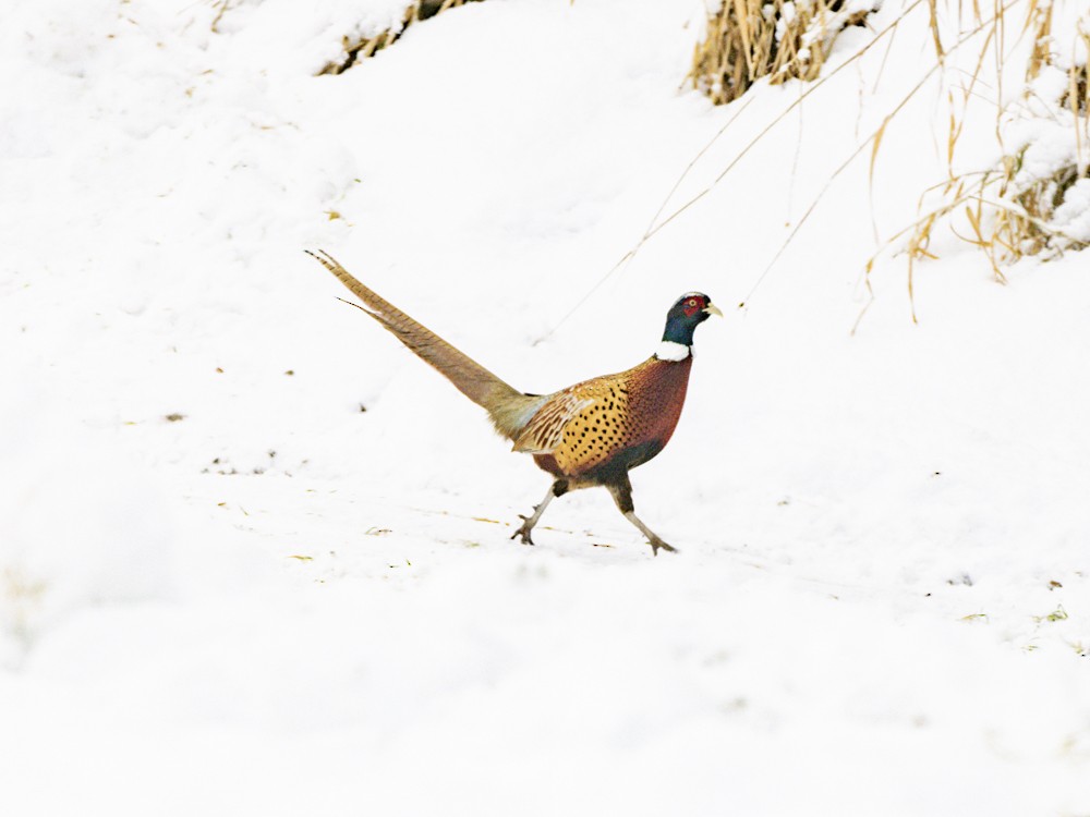 Ring-necked Pheasant - ML612320060