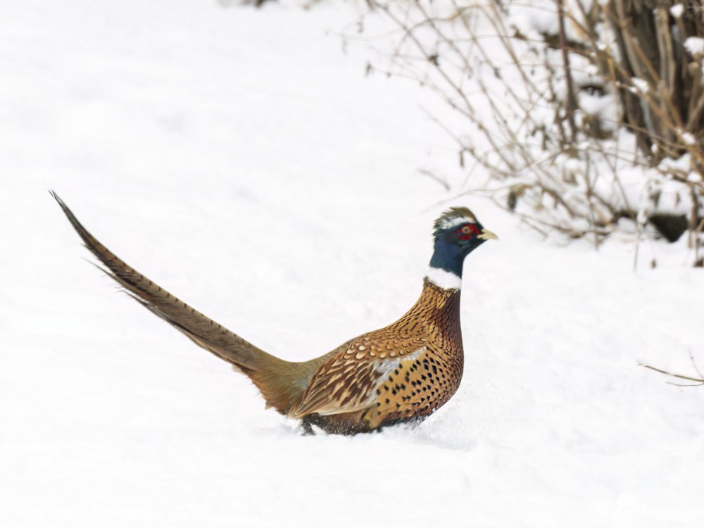 Ring-necked Pheasant - ML612320061