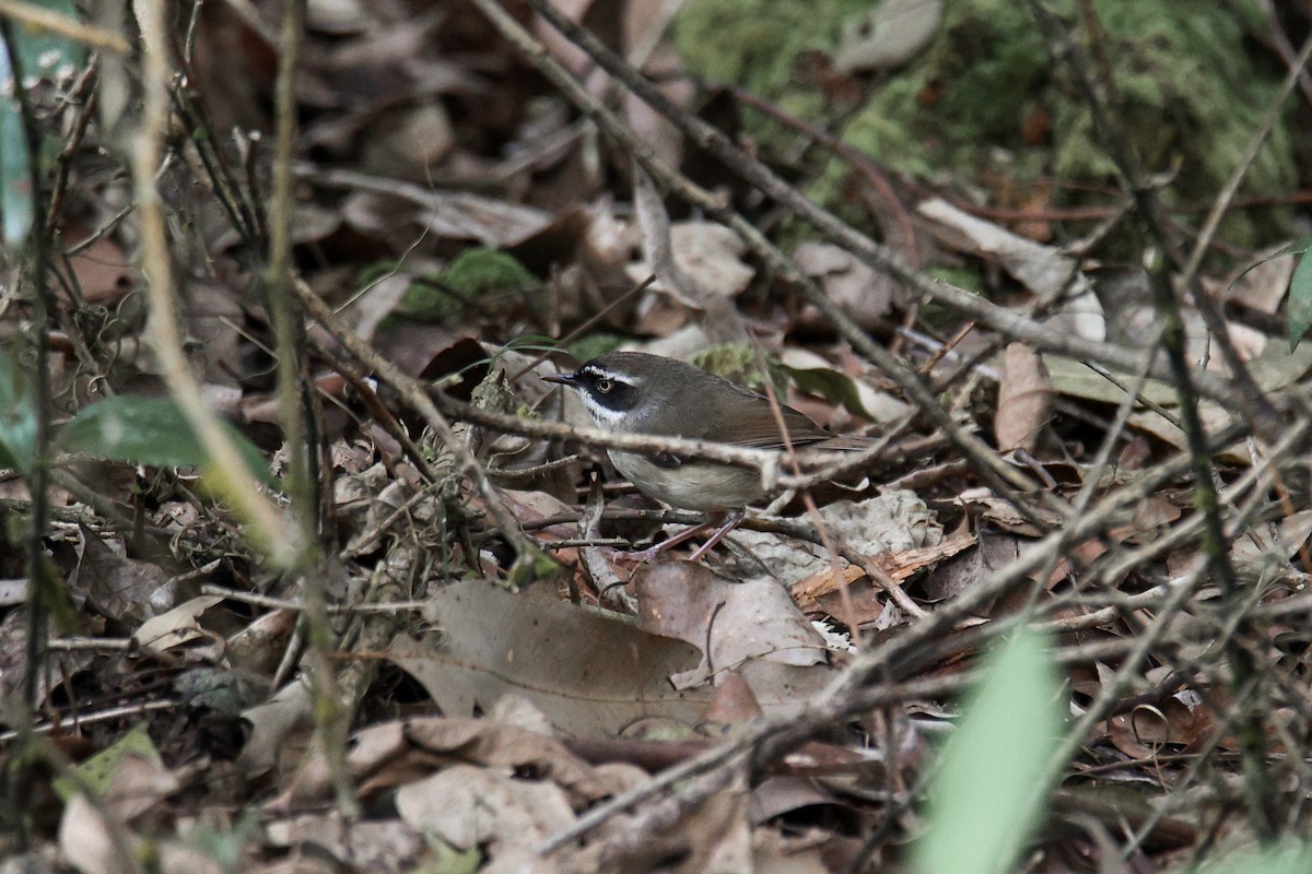 Weißbrauensericornis (laevigaster) - ML612320153