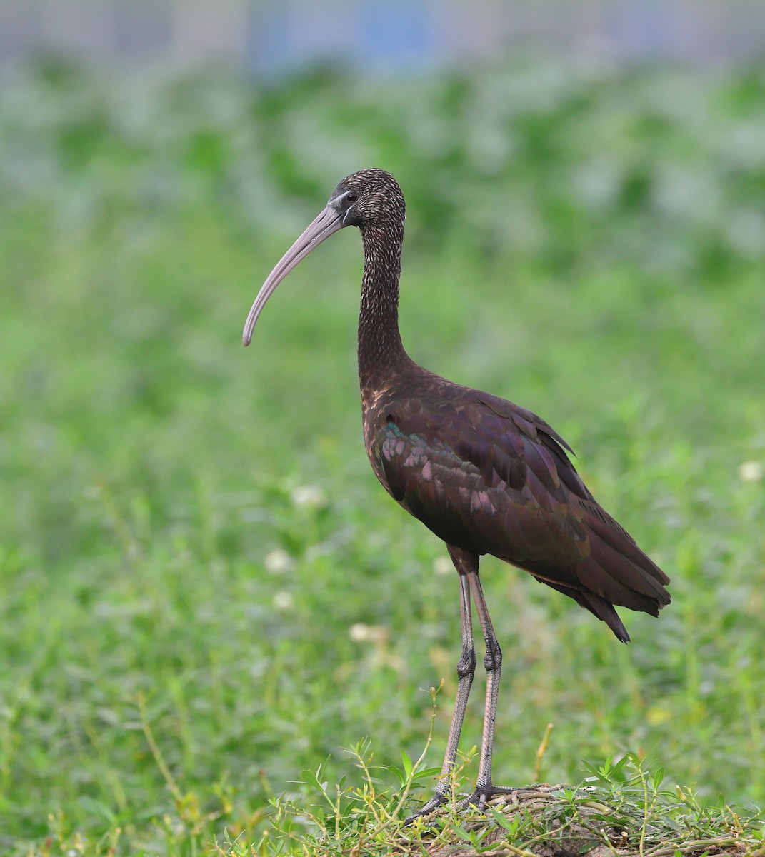 Glossy Ibis - ML612320202